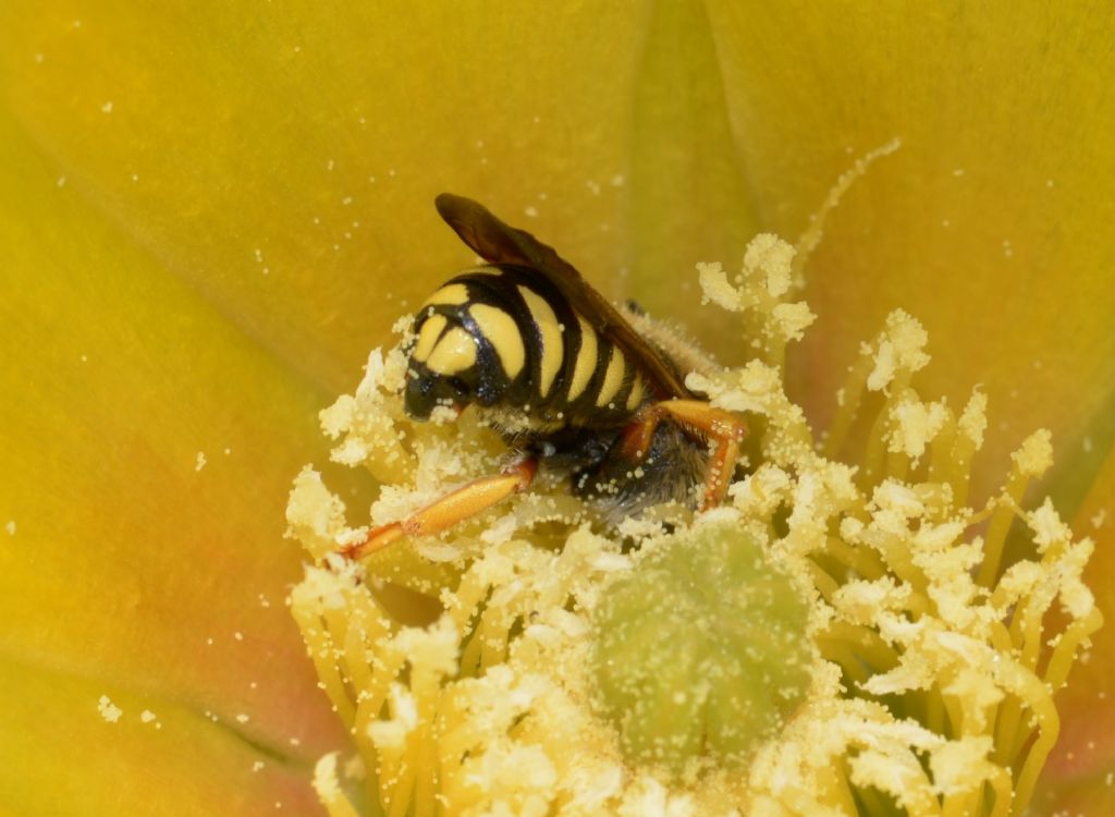 Anthidium manicatum ?